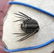 Beautiful Leonaspis sp. Fossil Trilobite. Flying - 9
