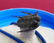 Freestanding All Natural Cyphaspis sp. Fossil - 7