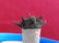 Freestanding All Natural Cyphaspis sp. Fossil - 8