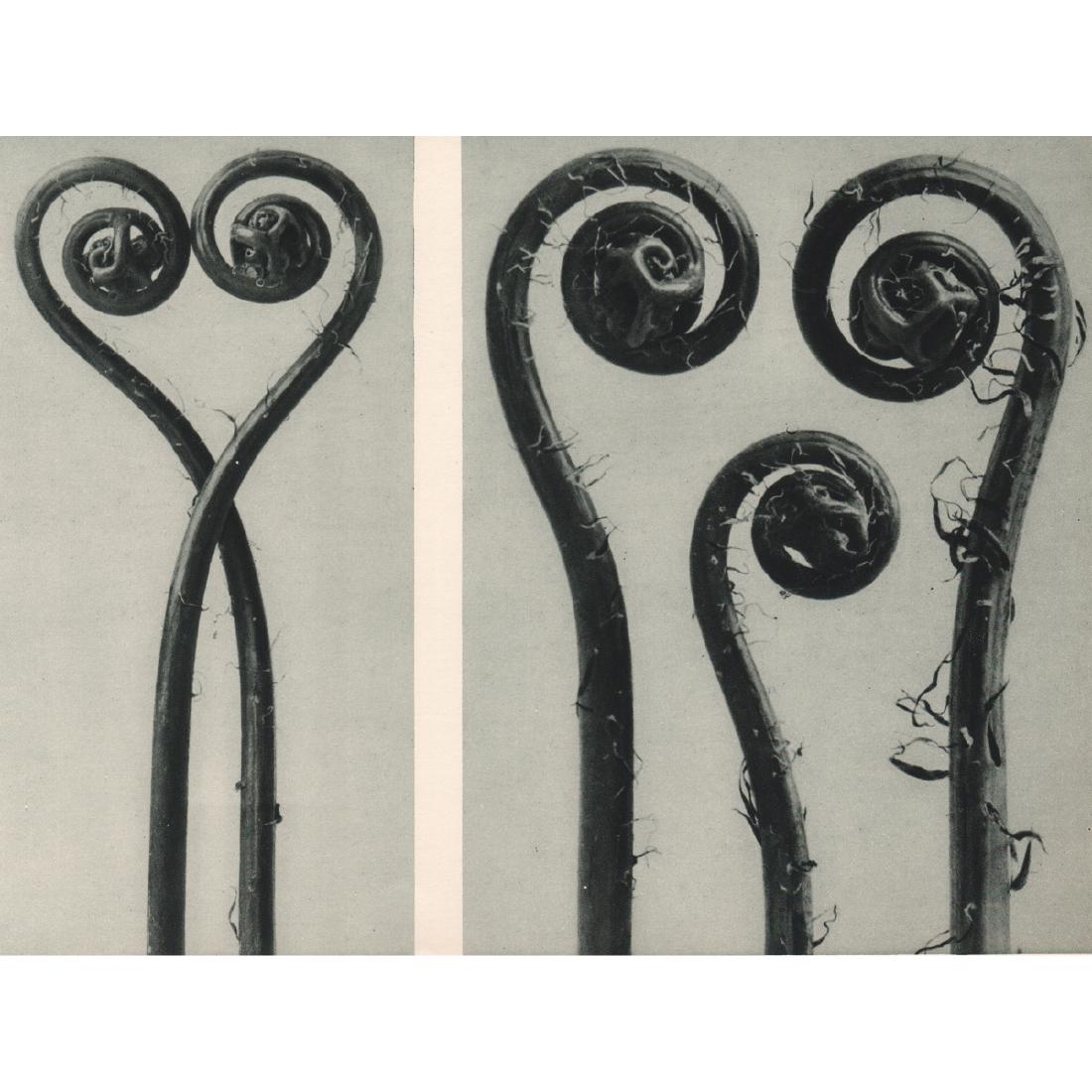 KARL BLOSSFELDT - Adiantum pedatum: Artist: KARL BLOSSFELDT Print Title: Adiantum pedatum Medium: Sheet-fed Gravure Printing Date: 1920's Printed in Germany Image Size approx: 10 X 7.75 inches Karl Blossfeldt (1865-1932) was a German ph