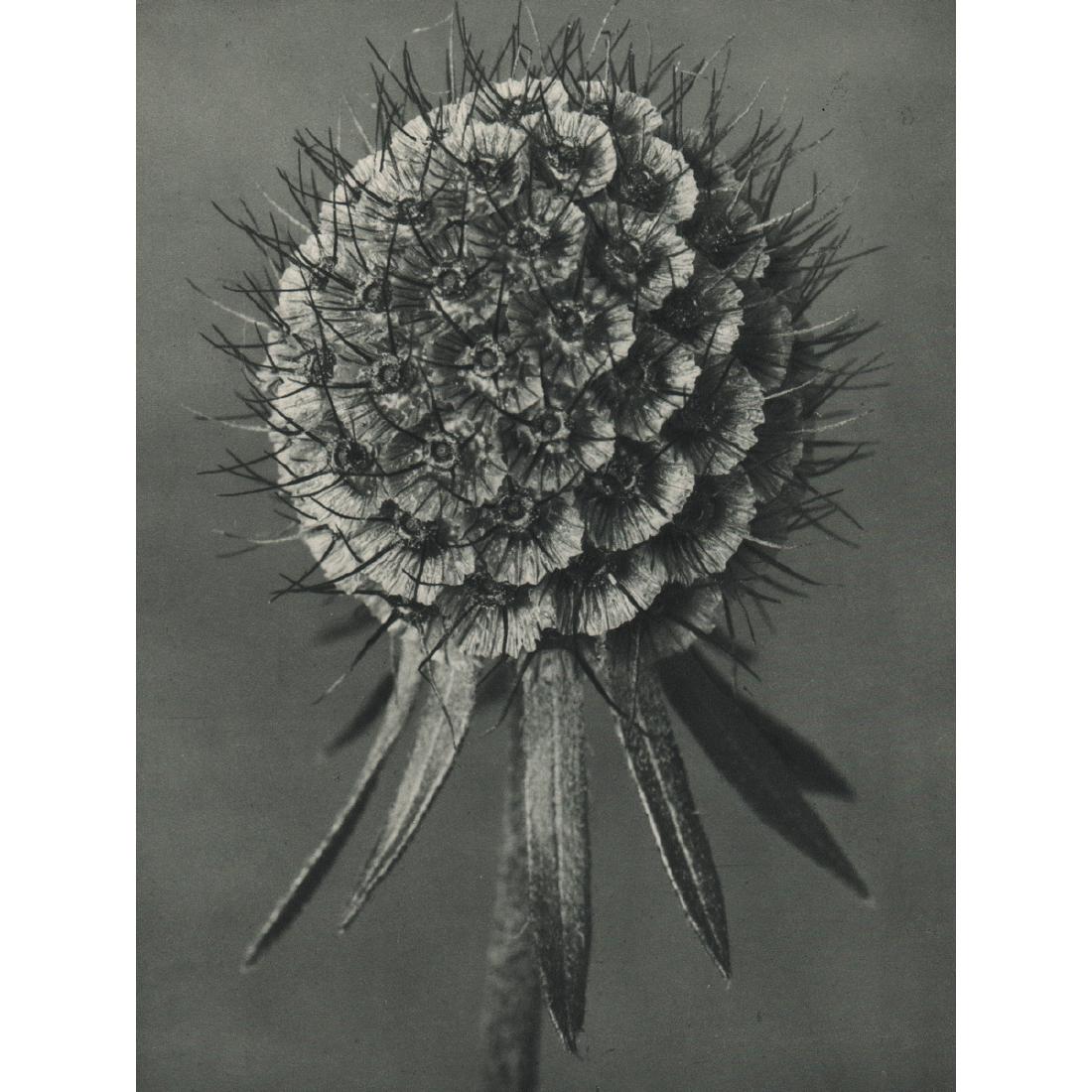 KARL BLOSSFELDT - Scabiosa columbaria: Artist: KARL BLOSSFELDT Print Title: Scabiosa columbaria Medium: Sheet-fed Gravure Printing Date: 1920's Printed in Germany Image Size approx: 7.5 X 10.25 inches Karl Blossfeldt (1865-1932) was a Germ