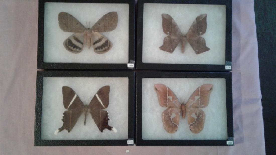 4 large mounted moths (1 of 5)