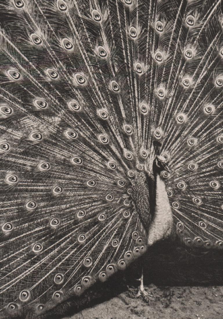 OTTO MARTENS - Peacock (1 of 1)