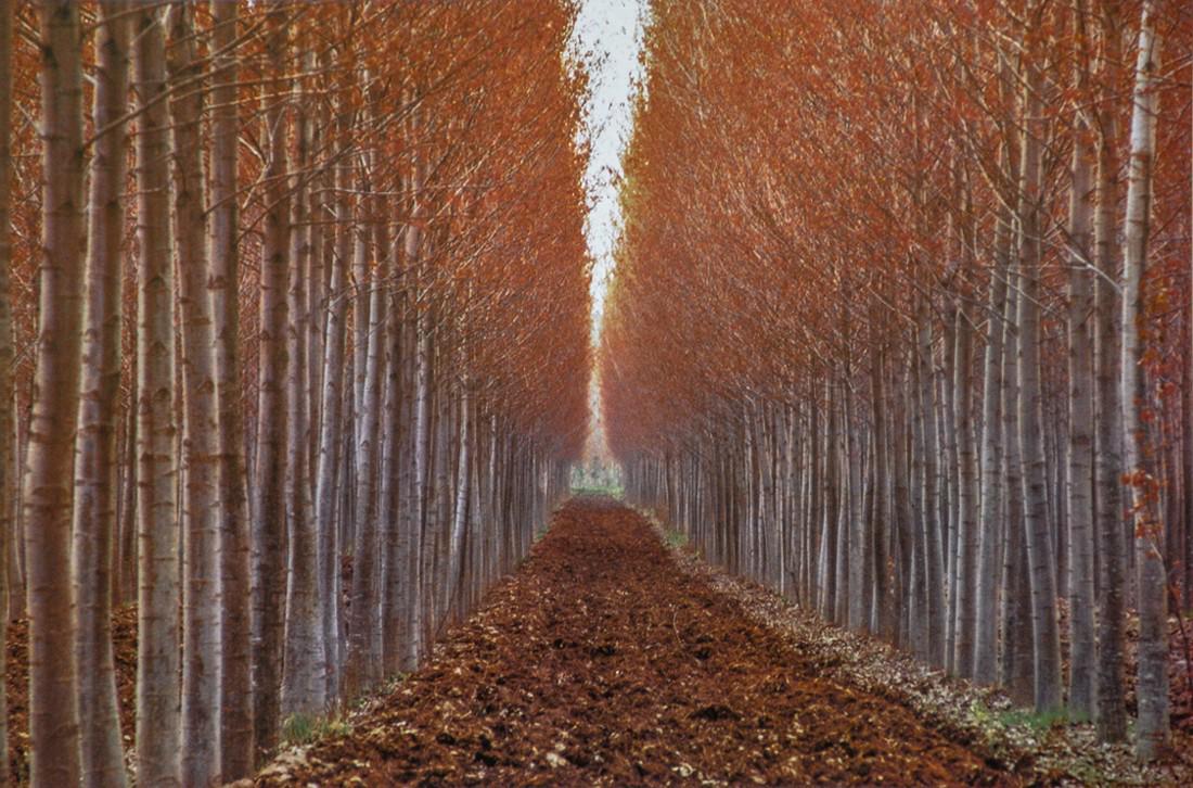 ERNST HAAS - Po Valley, Italy (1 of 1)