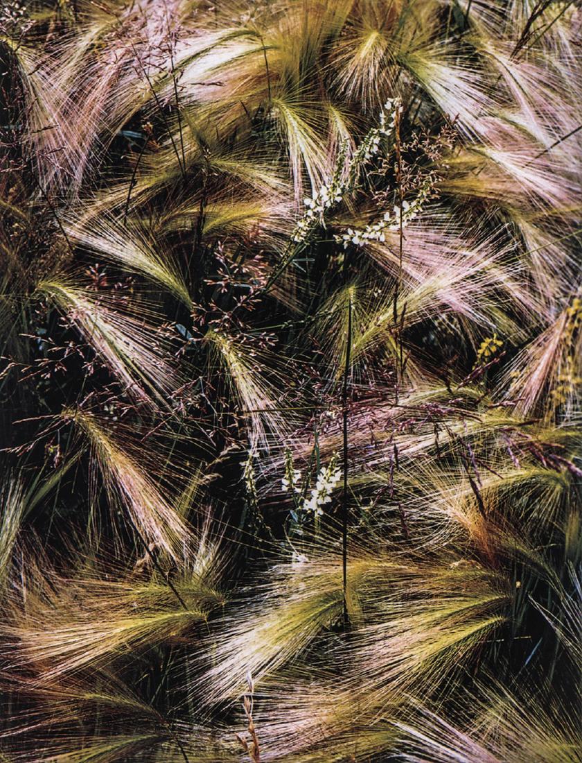 ELIOT PORTER - Fox-Tail Grass, Lake City, Colorado (1 of 1)