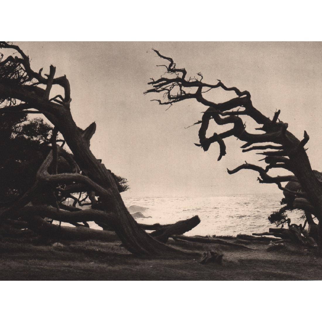 E.O. HOPPE - Windswept Trees on Monterey Peninsula (1 of 1)