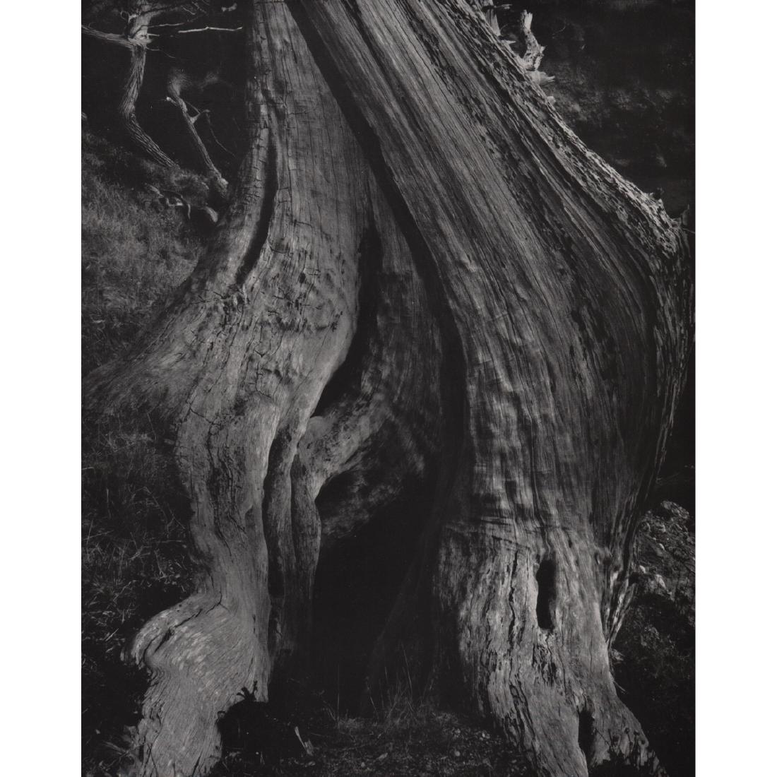 EDWARD WESTON - Cypress, 1930 (1 of 1)