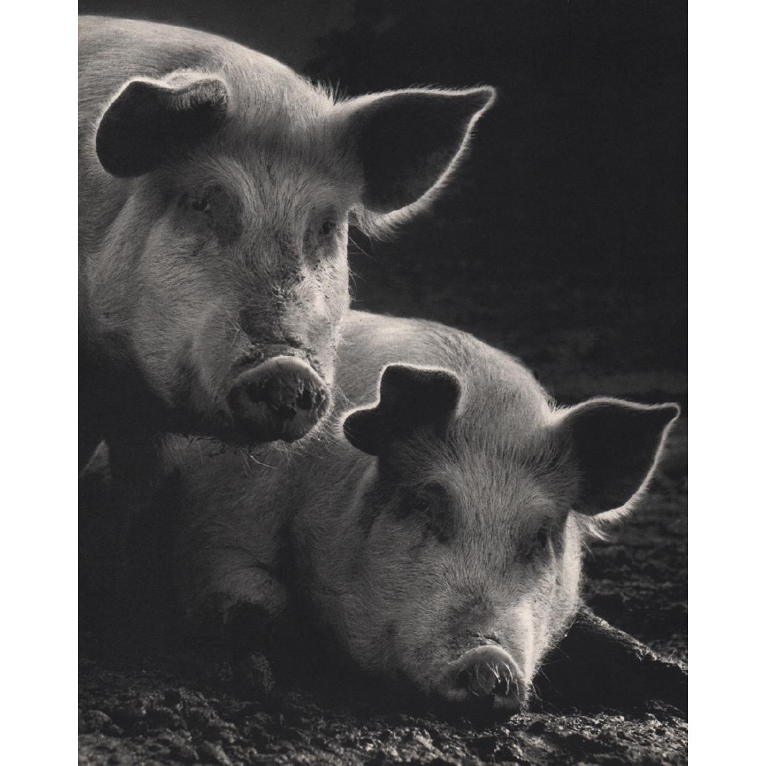 YLLA - Pigs (1 of 1)