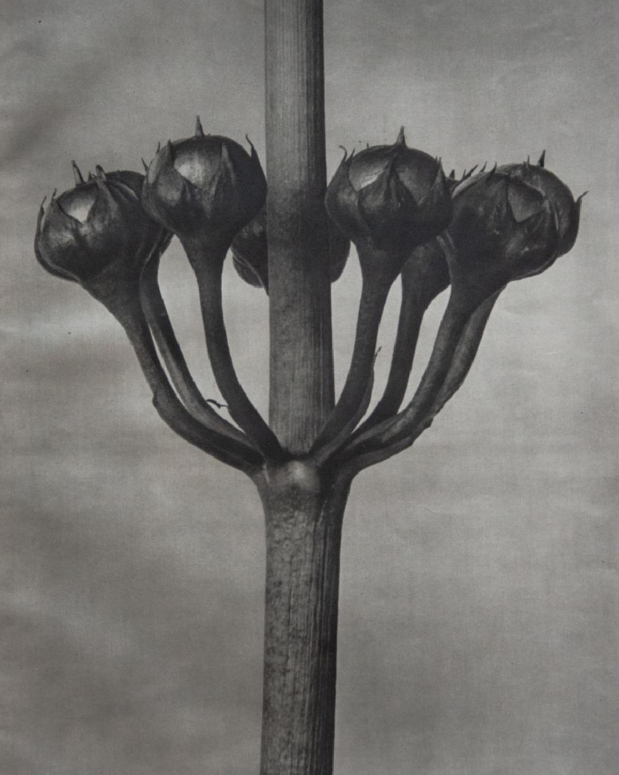 KARL BLOSSFELDT - Primula Japonica: Artist: Blossfeldt, Karl Title: Primula Japonica Medium: Sheet Fed Gravure, 1942, Germany Dimensions: 8.5x10.5" Unmounted Karl Blossfeldt (1865-1932) was a German photographer, sculptor, teacher, and 