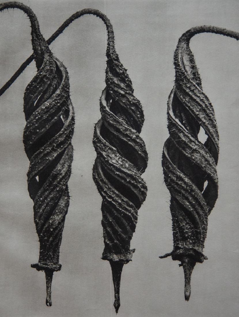 KARL BLOSSFELDT - Cajophora lateritia: Artist: Blossfeldt, Karl Title: Cajophora lateritia Medium: Sheet Fed Gravure, 1942, Germany Dimensions: 8x10.5" Unmounted Karl Blossfeldt (1865-1932) was a German photographer, sculptor, teacher, and