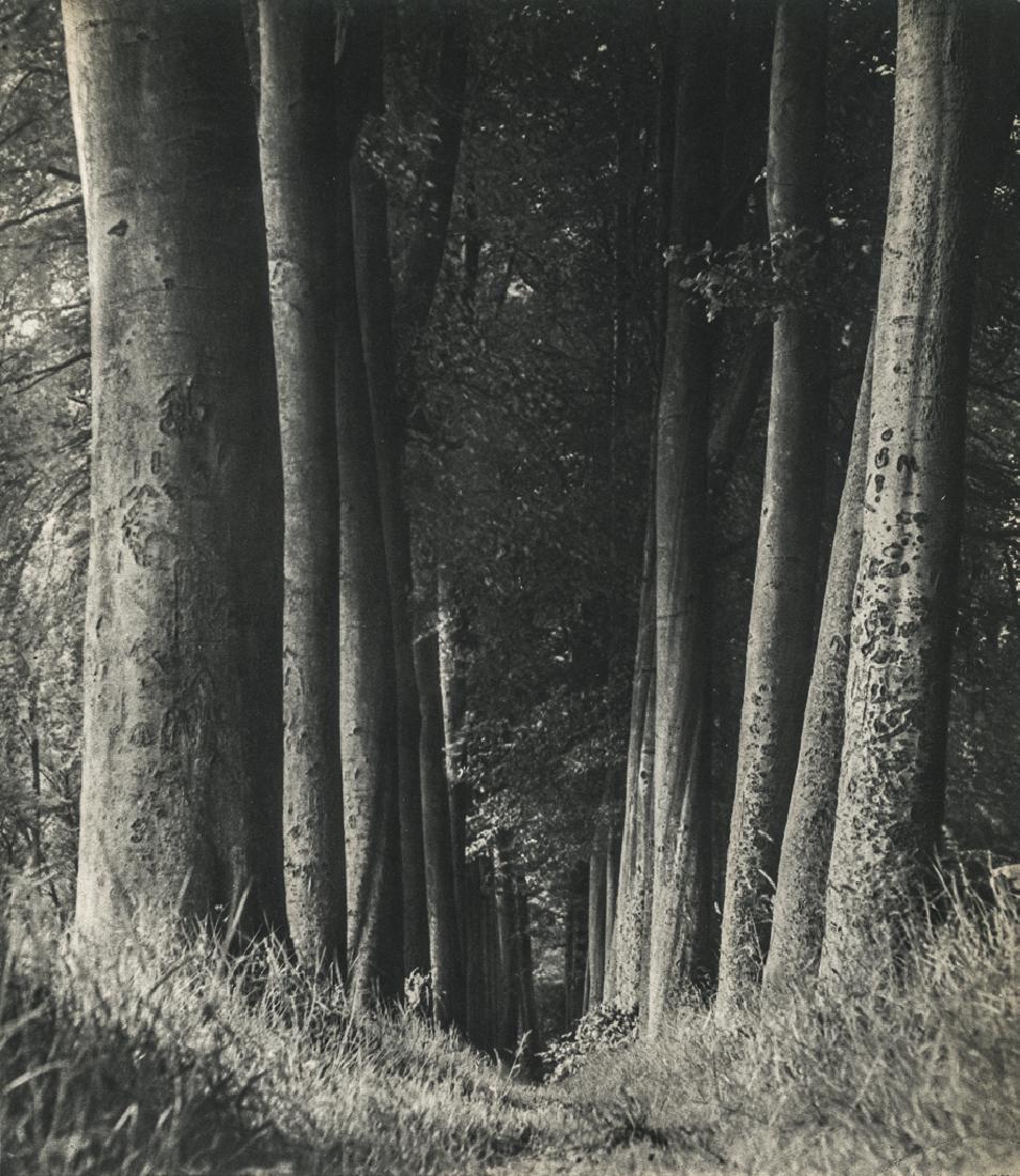 MAN RAY - Woods (1 of 1)