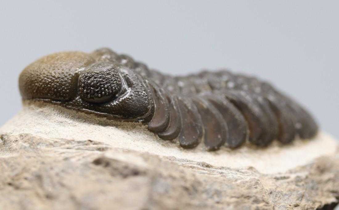 Double colored fossil trilobite : Barrandeops (1 of 6)