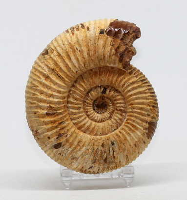 jasper52 fossilized ammonites eggs
