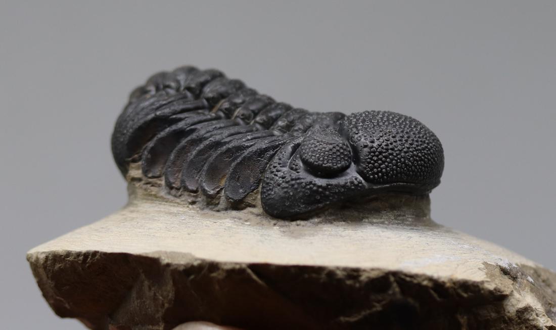 Fossil trilobite : Morocops granulops (1 of 6)