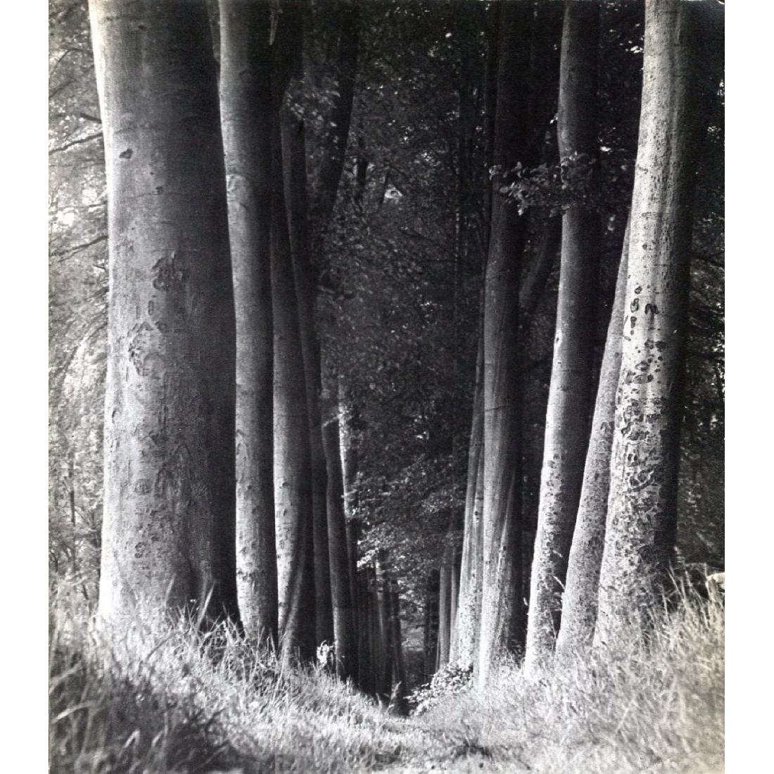 MAN RAY - Forest: Artist: MAN RAY Print Title: Forest Medium: Sheet-fed Gravure Printing Date: 1930's Printed in France Image size approx: 8.5 x 9.5 inches Man Ray, original name Emmanuel Radnitzky, was born on August 