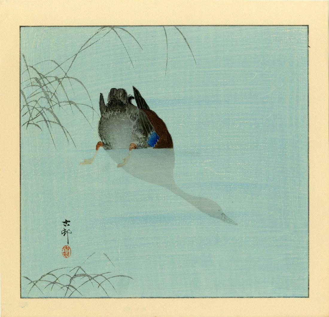 Koson Ohara: Mallard Duck Diving 1930s Woodblock: Japanese Woodblock Print, published by Kawaguchi SIZE IN INCHES: shikishi, 11.25 x 11 inches PROVENANCE: From the estate of Robert O. Muller COMMENTS: Several editions of this design are known. Listed