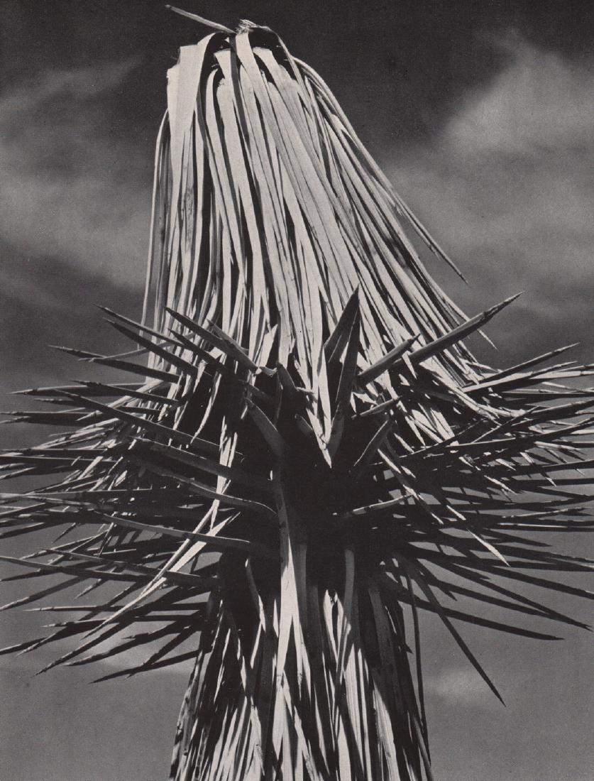 EDWARD WESTON- Joshua Tree, Mojave Desert.: Artist: EDWARD WESTON Print Title: Joshua Tree, Mojave Desert. Medium: Photoengraving Printed in USA in 1940’s Image Size approx: 9 x 7 Edward Weston 1886-1958) was a 20th-century American photograp