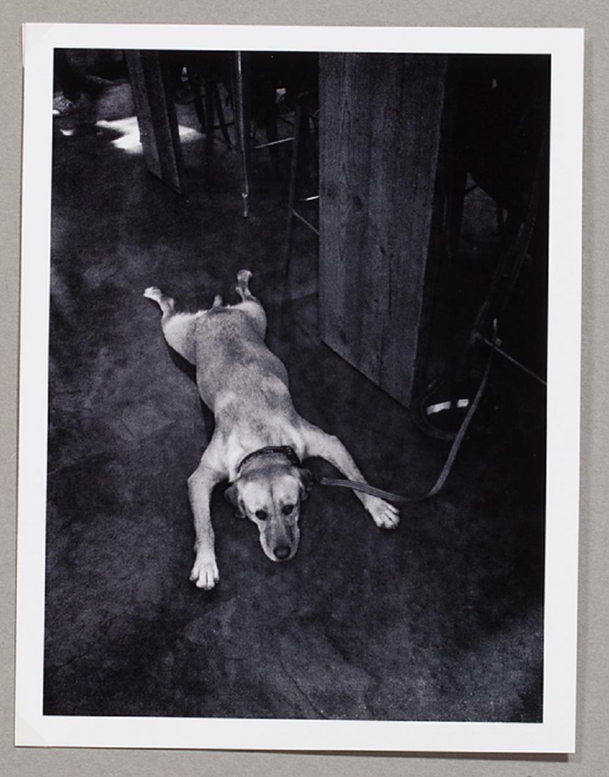 BoredDog - Signed - Artist's Proof 2/3 Greg Mascot (1 of 1)