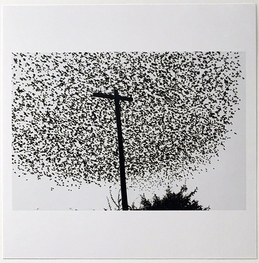 Graciela Iturbide Birds on the Post (1 of 2)