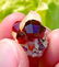 34 Carat Top Quality Transparent Red Garnet Specimen - 4