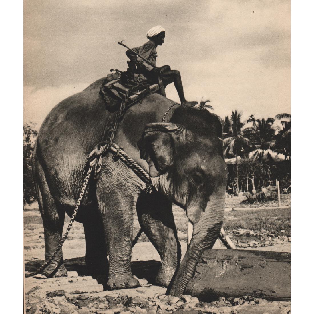 HERBERT PONTING - Jungle Labourer (1 of 1)