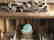 Very nice original Japanese shinds (temple) also called - 2