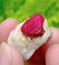 37.65 Carat A Rare Gorgeous Damage Free Ruby Specimen~