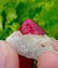 37.65 Carat A Rare Gorgeous Damage Free Ruby Specimen~ - 7