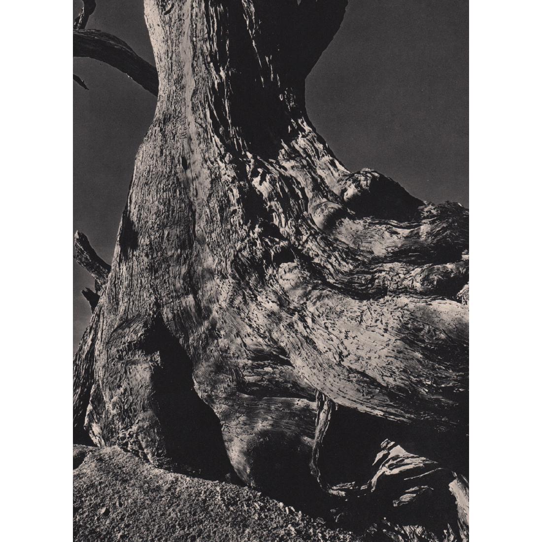EDWARD WESTON - Tree Trunk: Artist: EDWARD WESTON Print Title: Tree Trunk Medium: Sheet-Fed Gravure Printing Date: 1930's Printed in France Image Size: 7 X 9.25 inches Edward Weston (1886-1958) was a 20th-century American photog