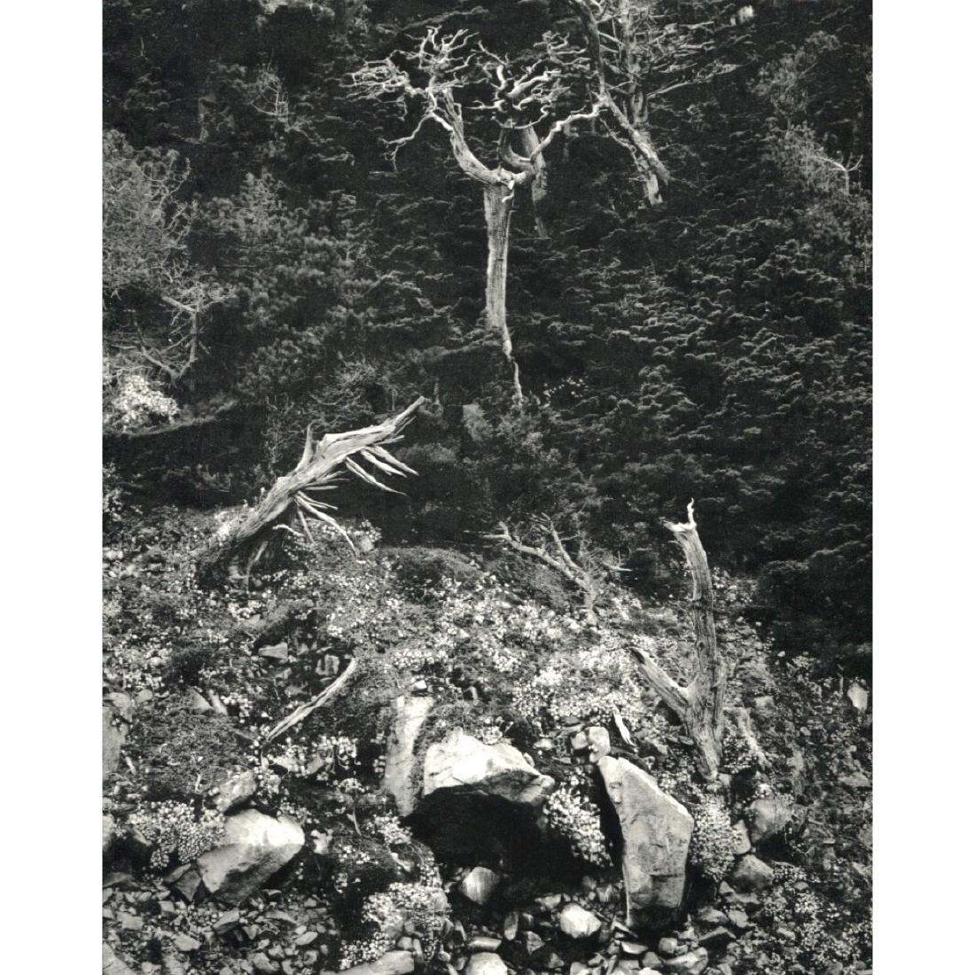 EDWARD WESTON - Cypresses and Stonecrop, Point Lobos,: Artist: EDWARD WESTON Print Title: Cypresses and Stonecrop, Point Lobos, CA Medium: Sheet-fed Gravure Printing Date: 1960's Printed in the USA Image Size approx: 9.5 x 12 inches Edward Henry Weston (1