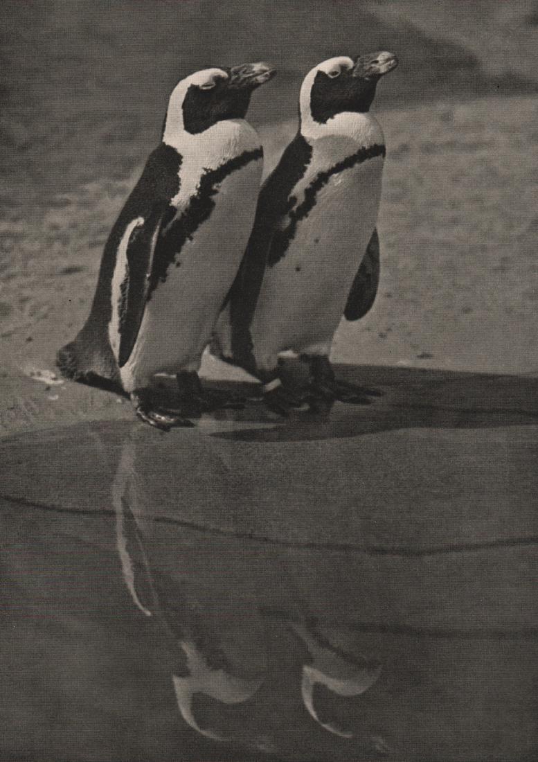 FRIEDRICH SEIDENSTUCKER - Penguins: Artist:FRIEDRICH SEIDENSTUCKER Print Title: Penguins Medium: Photoengraving Printed 1935 in Germany Image size (inches) approx. 8.5 x 6” Reserve: $25.00 Shipping: Domestic: Flat-rate of $15.00 to an