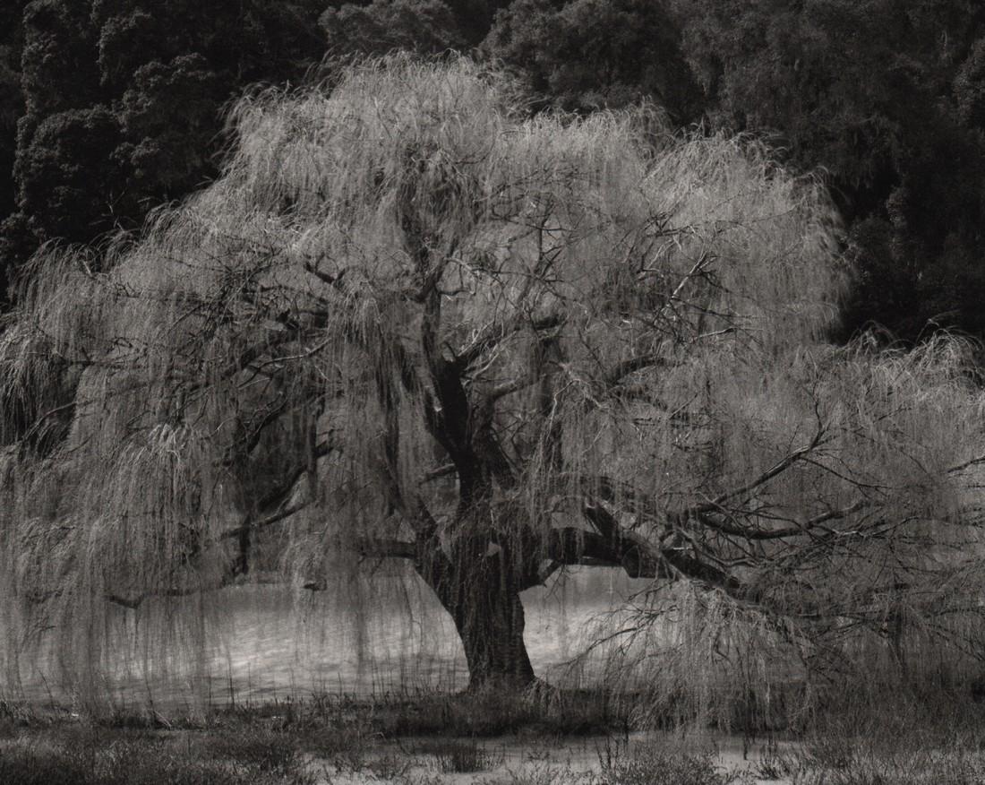 EDWARD WESTON- Willow, Santa Cruz, 1933: Artist: EDWARD WESTON Print Title: Willow, Santa Cruz, 1933 Medium: Photoengraving Printed in USA in 1979 Image Size approx: 7.5 x 9 Edward Weston 1886-1958) was a 20th-century American photographer, 