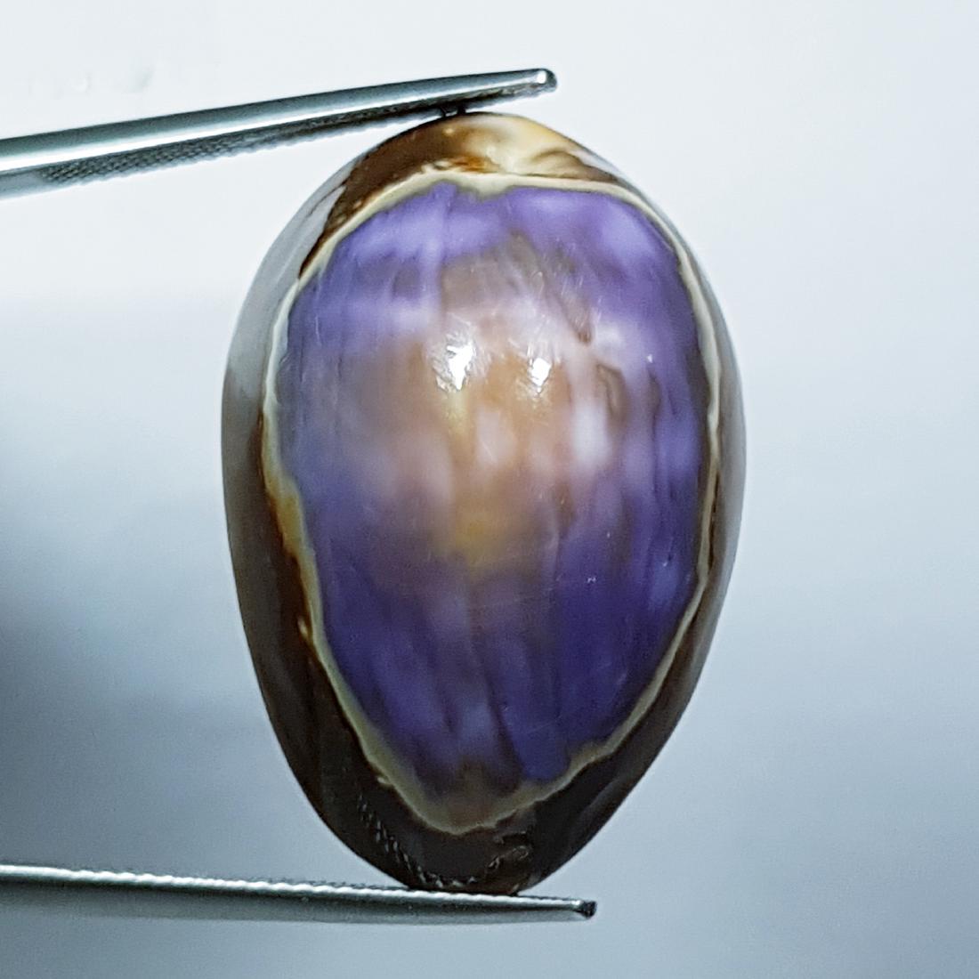 28.47 ct Natural Sea Shell (1 of 5)