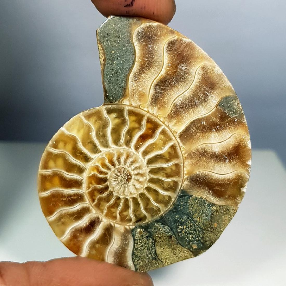 69.66 ct Natural Ammonite Fossil (1 of 5)