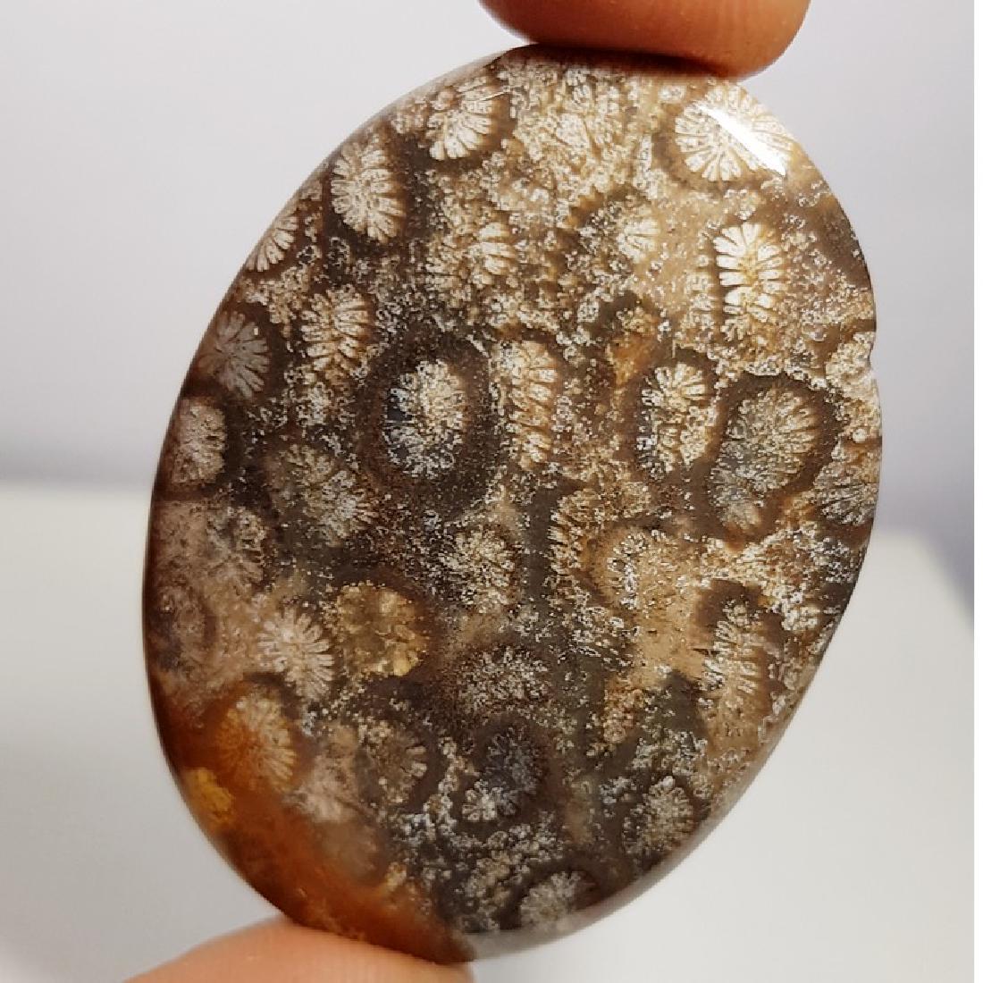 70.80 ct Natural Fossil Coral (1 of 5)