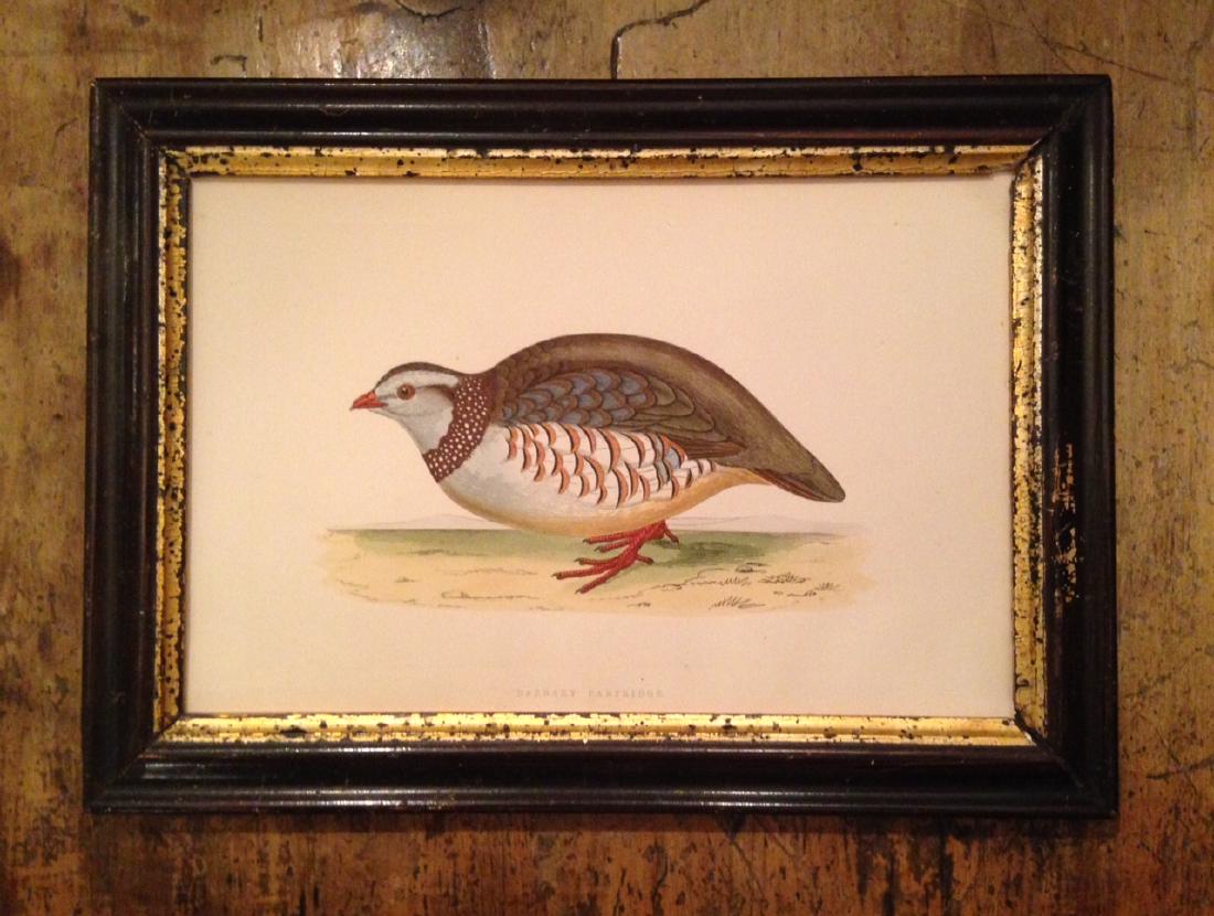 C1850 hand colored engraving of Barbary partridge (1 of 4)