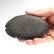 Egyptian Schist Palette in the form of a Fish, Naqqada - 5