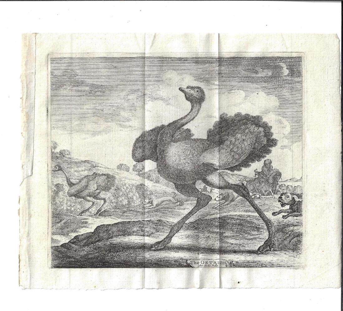 1748 Engraving of Ostrich After Della Bella: 1748 Folding engraving of an Ostrich after the 17th century artist Della Bella. Fine, measures 9.5 x 7.5”. Reserve: $20.00 Shipping: Domestic: Flat-rate of $5.00 to anywhere within the contiguous U.