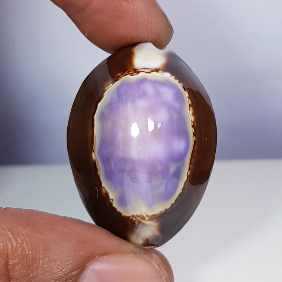 33.40 ct Natural Sea Shell (1 of 5)