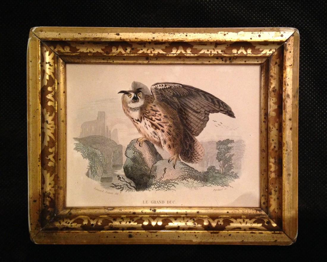 C1820 hand colored owl engraving (1 of 2)