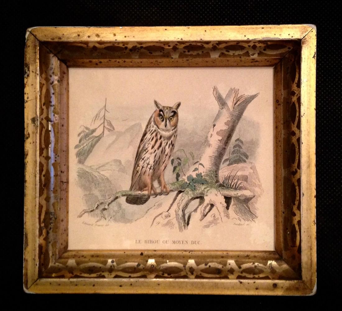 C1820 hand colored owl engraving (1 of 2)