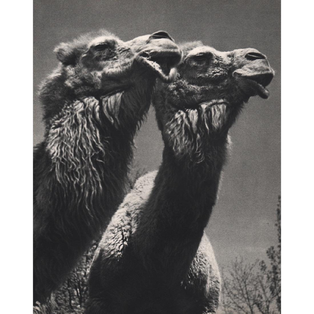 YLLA - Camels: Artist: YLLA Print Title: Camels Medium: Sheet-fed Gravure Printing Date: 1950's Printed in France Image size approx. 8.5 x 10.25 inches Ylla (1911-1955) was a Hungarian photographer who specialized i