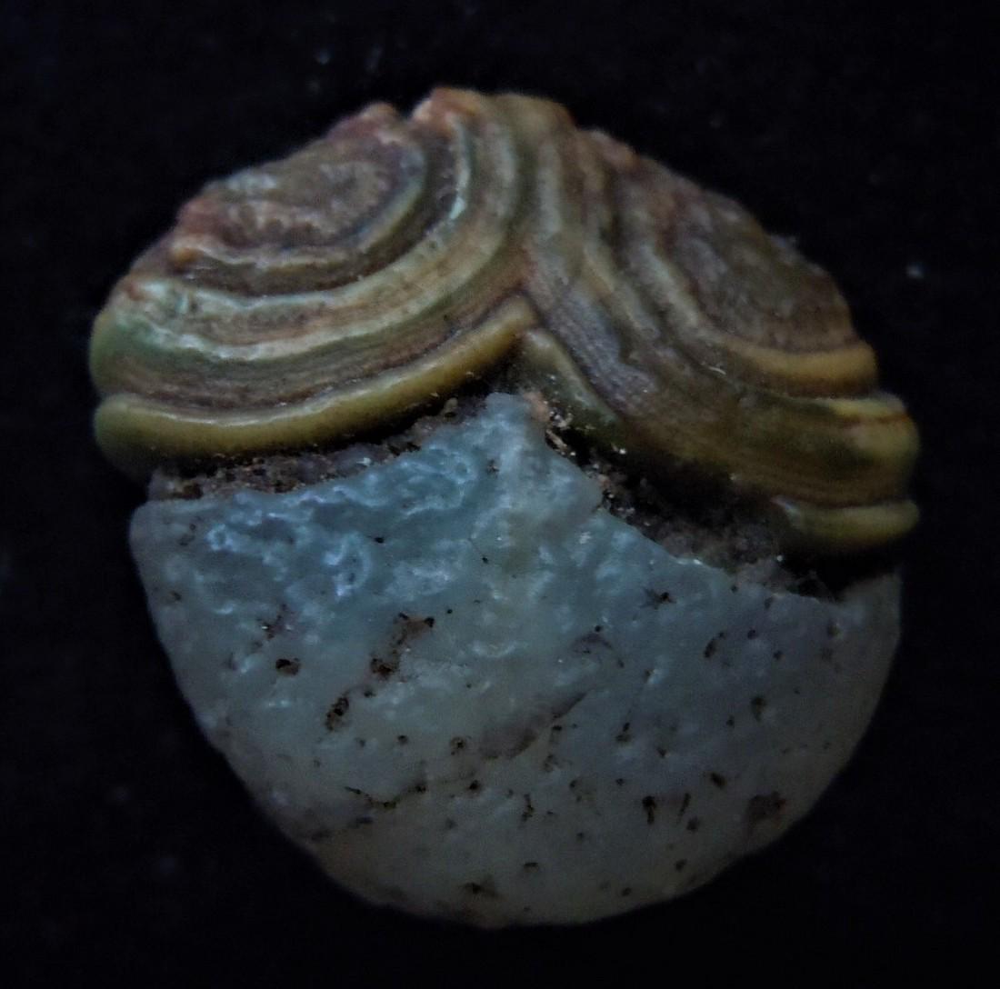 SPECTACULAR EYE AGATE - 100 % NATURAL: Title: SPECTACULAR EYE AGATE - 100 % NATURAL Origin: Alashan Area, Inner Mongolia, China Size: 1.8x1.6x1 cm / 3.8 gram Description: spectacular eye agate with superbe pattern, contrasting textures and