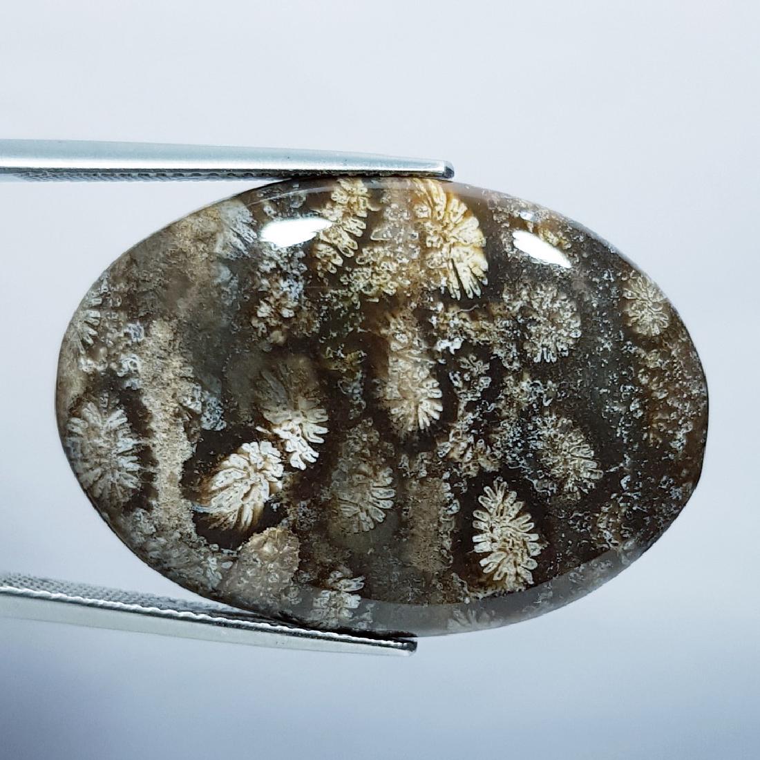 35.45 ct Natural Fossil Coral (1 of 5)