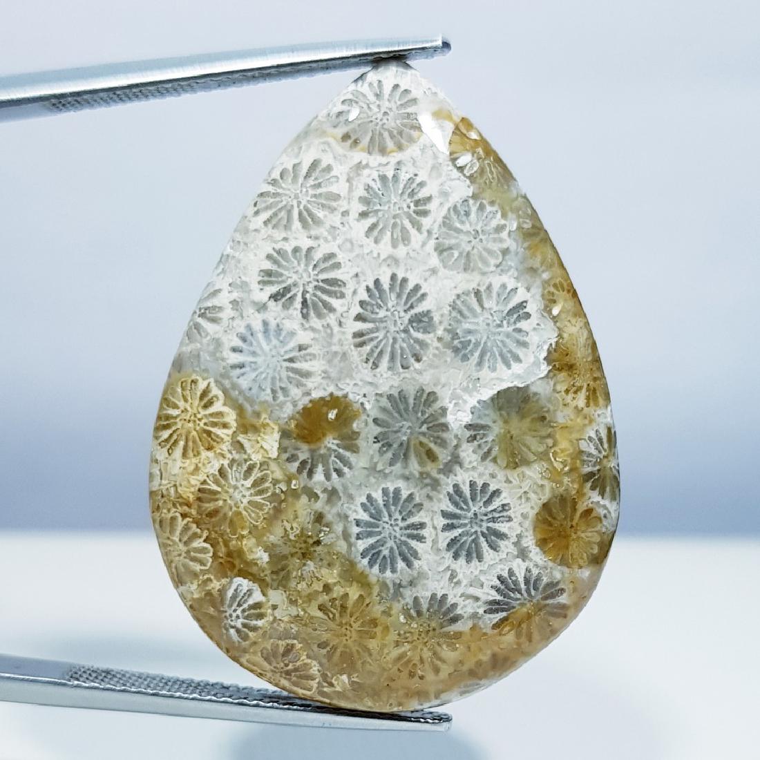 41.15 ct Natural Fossil Coral (1 of 5)