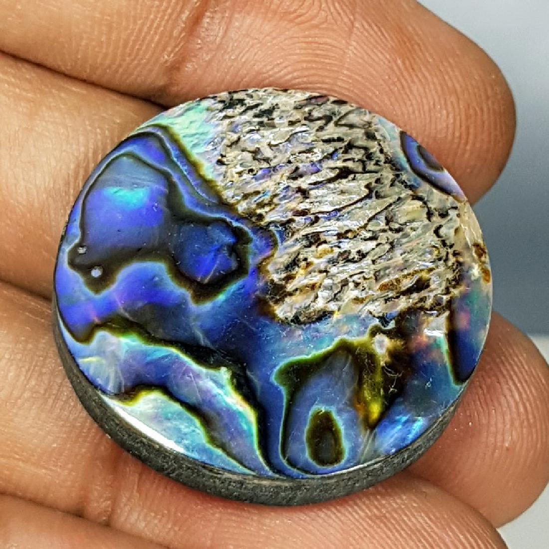 40.50 ct Australian Abalon (1 of 5)