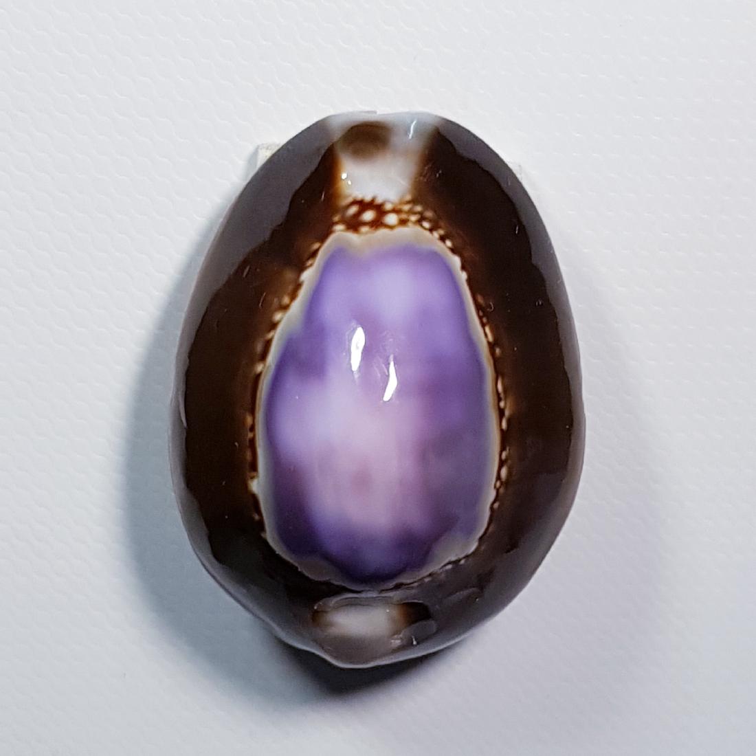 37.45 ct Natural Sea Shell (1 of 5)