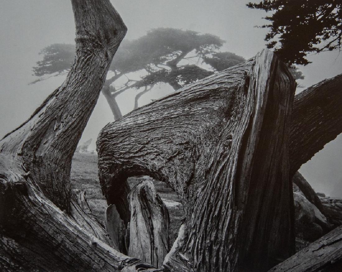 ANSEL ADAMS - Cypress and Fog, Pebble Beach, CA 1967 (1 of 1)