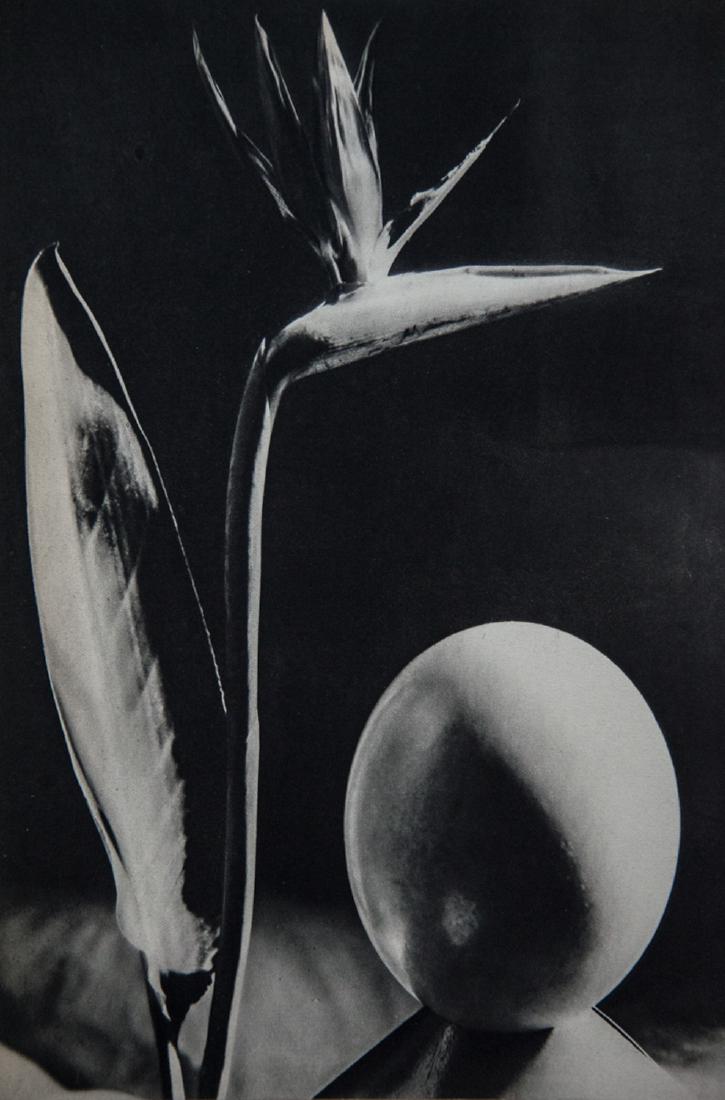 MAN RAY - Bird of Paradise: Artist: Ray, Man Title: Bird of Paradise Medium: Sheet Fed Gravure, 1934, France Dimensions: 7.5x11.25" Heat Wax Mounted on 12x16" Conservation Board Man Ray, original name Emmanuel Radnitzky, was bor