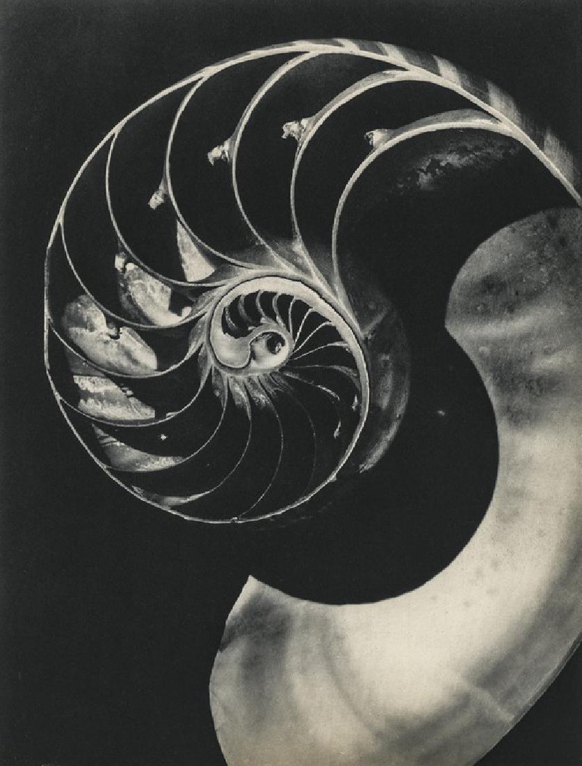 ANDRE VIGNEAU - Section of a Shell (1 of 1)